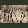 Coppet's Wood #2