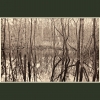 Coppet's Wood #3