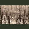Coppet's Wood #4