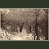 Coppet's Wood #1