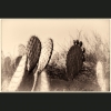 Prickly Pear