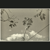 NegFile1034_0017 Pardes-Hannah, 2022