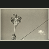 NegFile1034_0022 Pardes-Hannah, 2022