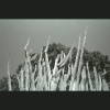 NegFile1034_0028 Pardes-Hannah 2022
