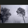NegFile1035_0001 Kfar-Veradim_2022