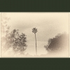 TaAaS-Apolonia #1a