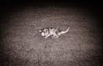 Dog #1