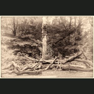 Queen's Wood Material : Archival Giclee Edition: limited 10 Dimensions : 75cm X 48cm