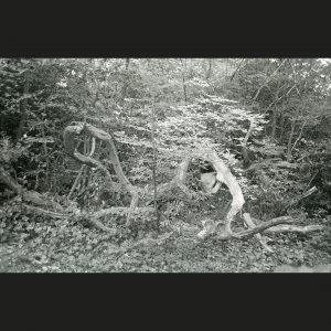 NegFile1032_0012_QueensWood_2021