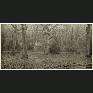 NegFile1029_0021 Queen's Wood, 2022