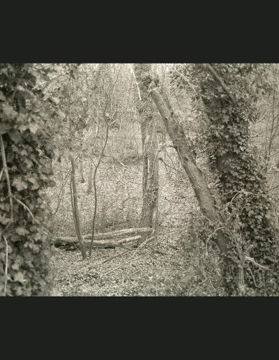 Queens Wood - V2 (NegFile1045_0035)