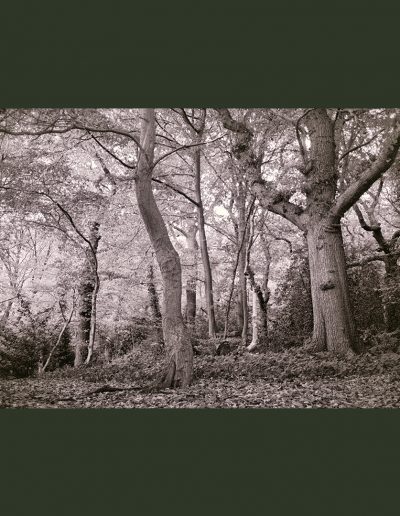 Queens Wood (NegFile2046_0013)