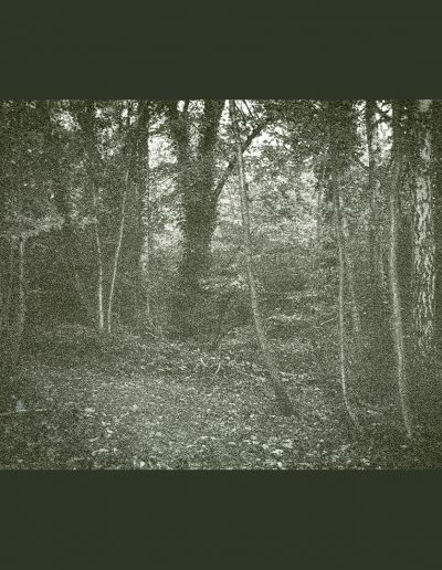 Highgate Wood-V2 (NegFile2050_0036)