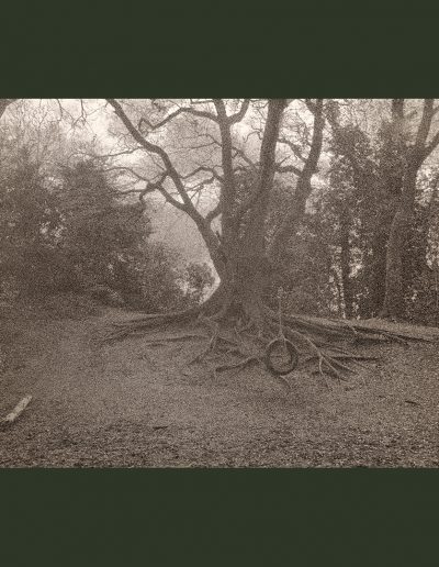 Parkland Walk-North (NegFile2057_0013)