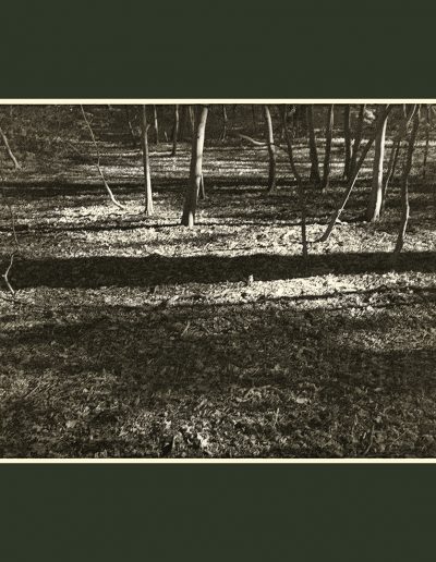 HighgateWood (NegFile2062_0025)